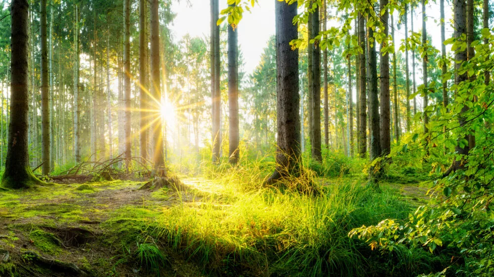 Beautiful Forest In Spring With Bright Sun Shining Through The T