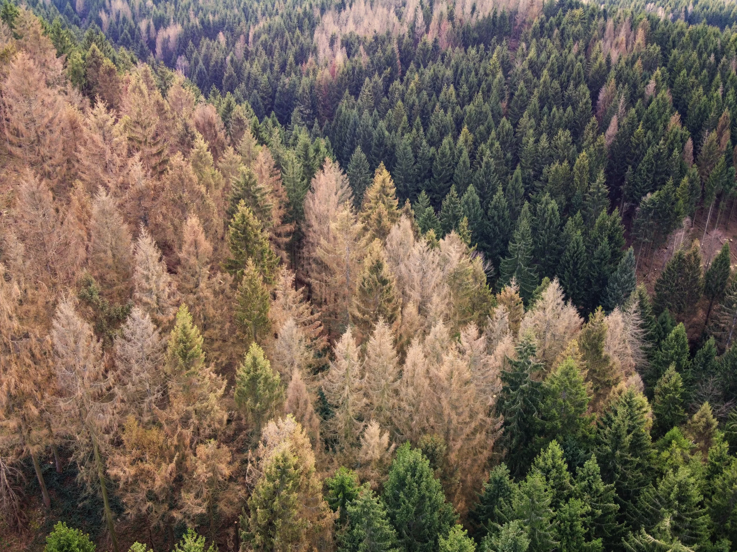 Anpassung an den Klimawandel: Politik muss Waldbesitzer stärker unterstützen